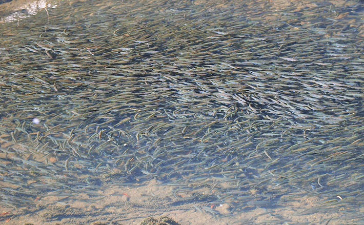 淡水小物釣りでヤマベ38尾にハヤ8尾 魚影の濃さに驚愕 行屋川 年1月16日 エキサイトニュース