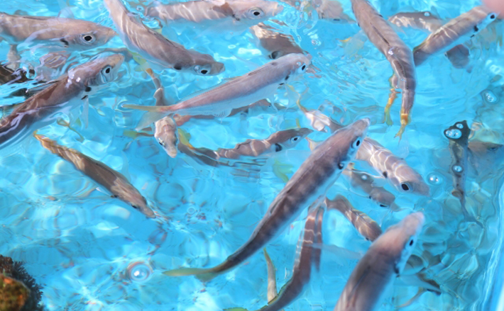 海水魚と淡水魚を一緒に養殖できる 好適環境水 実験失敗で発見 年2月8日 エキサイトニュース