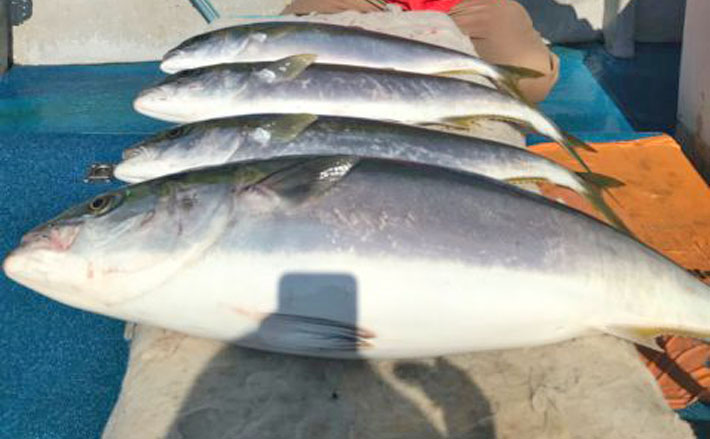 玄界灘 沖のエサ釣り最新釣果 電動サンマ手繰り釣りで11kg寒ブリ 年2月日 エキサイトニュース