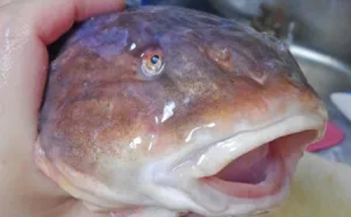 ギネス最深記録8336m】を記録した深海魚「クサウオ」とはどんな魚か