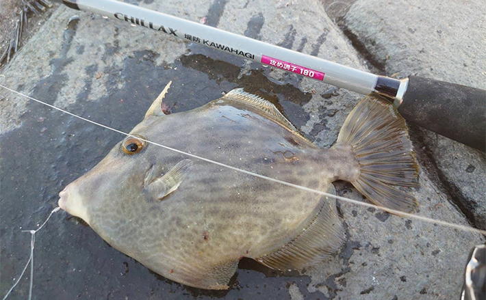 激レア「堤防カワハギ釣り専用ロッド」を展開する『Tsulino』に理由を