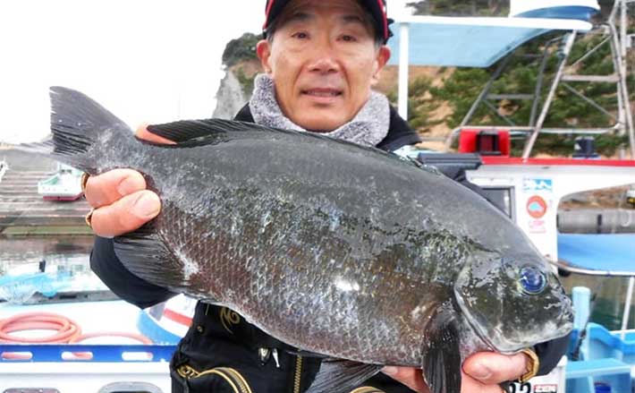 磯フカセ釣りで40cm超えメジナ手中【西伊豆】50cm級ヒットもライン
