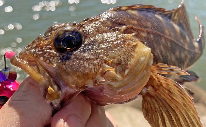 鈴鹿川河口での穴釣りで15cm級カサゴが連発【三重】アオイソメエサで