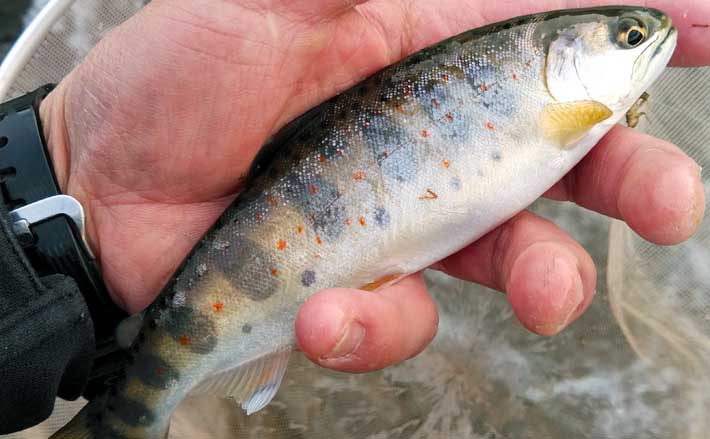 吉田川で渓流釣り、週末に仲間と行かない？