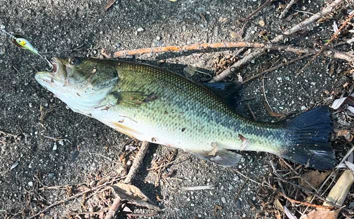 ブラックバス　シーバスプラグ 第一印象はまさかの臭っ！」苦節20年で人生初のブラックバスが釣れた