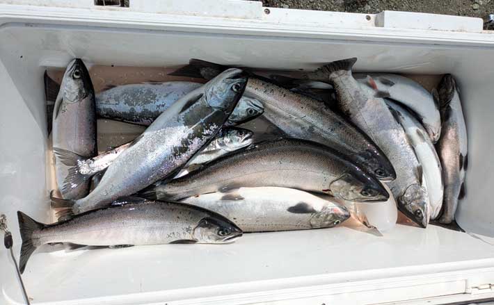 ビワマスをバラしまくり！」 真夏のレイクトローリングで46cm頭に船中