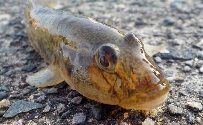 人気スポー新作 コンパクトロッド1.8m 磯竿 堤防釣り ハゼ釣り