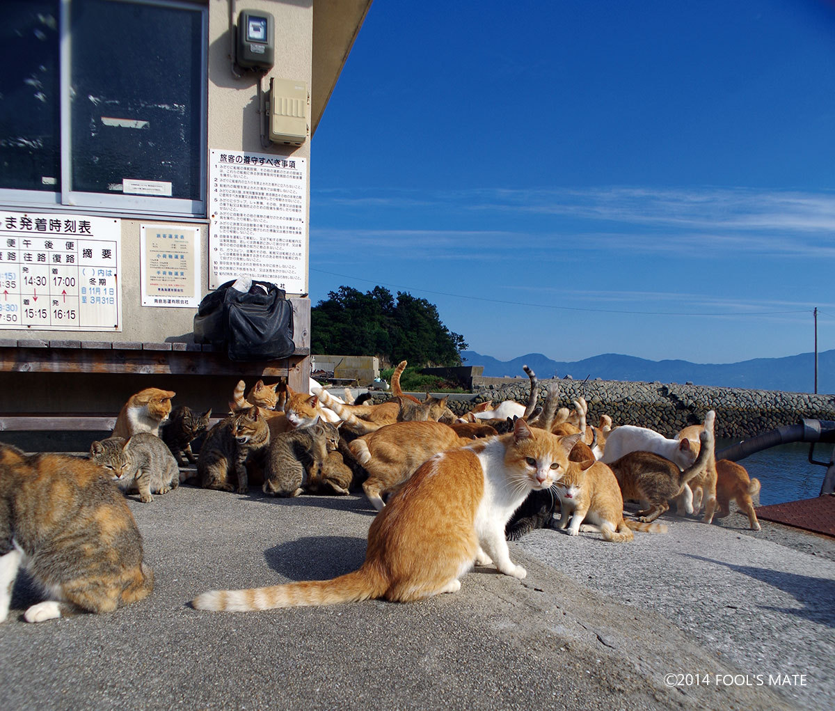 猫島】そこは本当に“猫の楽園”? 200匹の猫が暮らす愛媛・青島 (2014年6