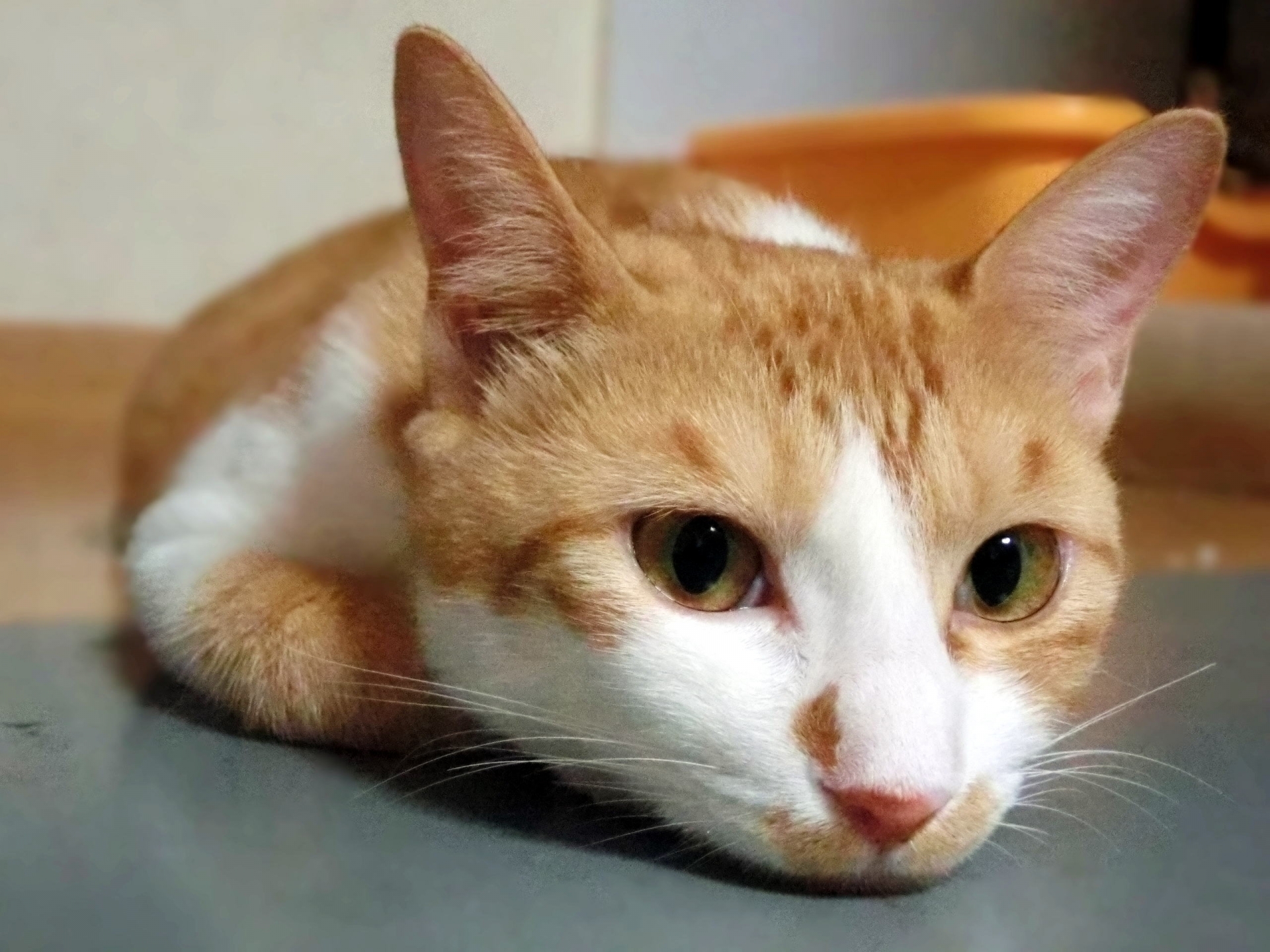 猫に鰹節 はng 獣医が教える 犬猫に与えてはいけない 人間の食べ物 14年12月2日 エキサイトニュース 2 4