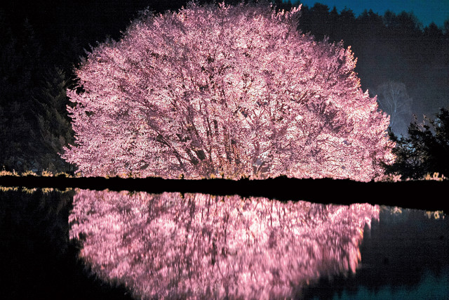 絶景夜桜 天然記念物の 天王桜 が美しすぎる 19年3月13日 エキサイトニュース