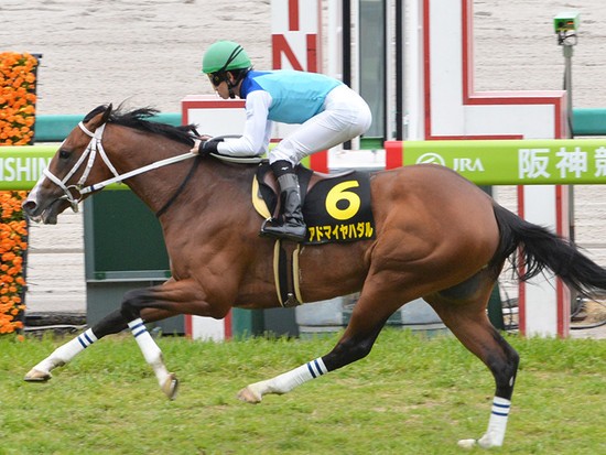 皐月賞へ注目度UP。トライアルを圧勝し名手を確保したアドマイヤハダル