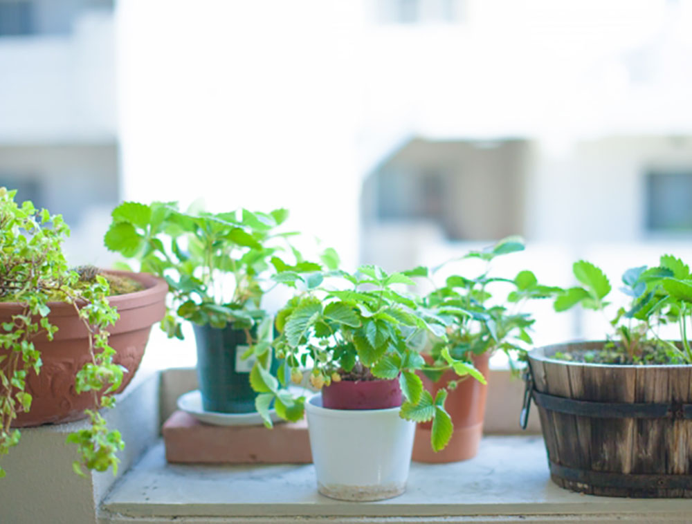 はじめての観葉植物のある暮らし 多忙でも育てやすい種類 育てるコツは ローリエプレス