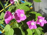 夏休みの長さは誰がどう決めてるの？