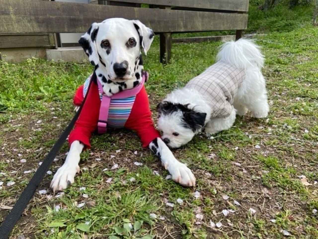 じゃれあう姿にキュン！【大型犬 × 小型犬】の仲良しフォトが