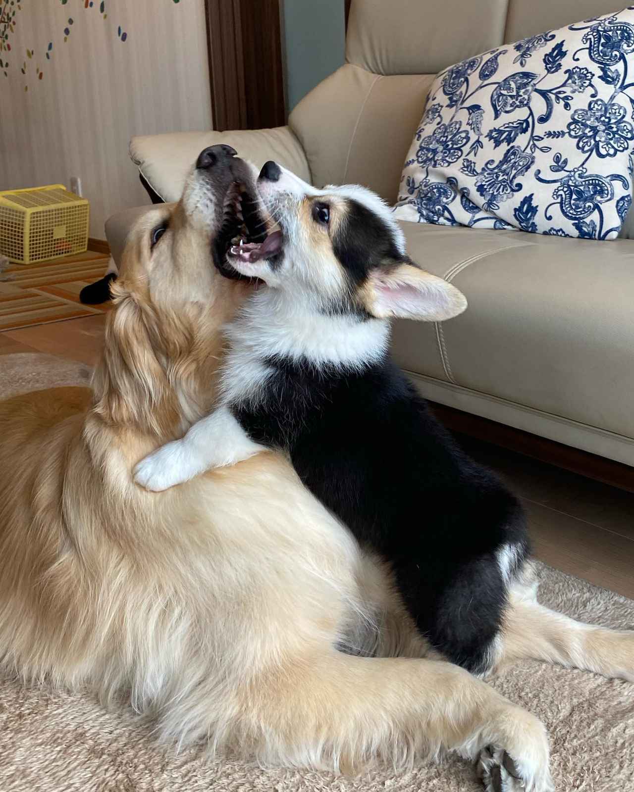 じゃれあう姿にキュン！【大型犬 × 小型犬】の仲良しフォトが