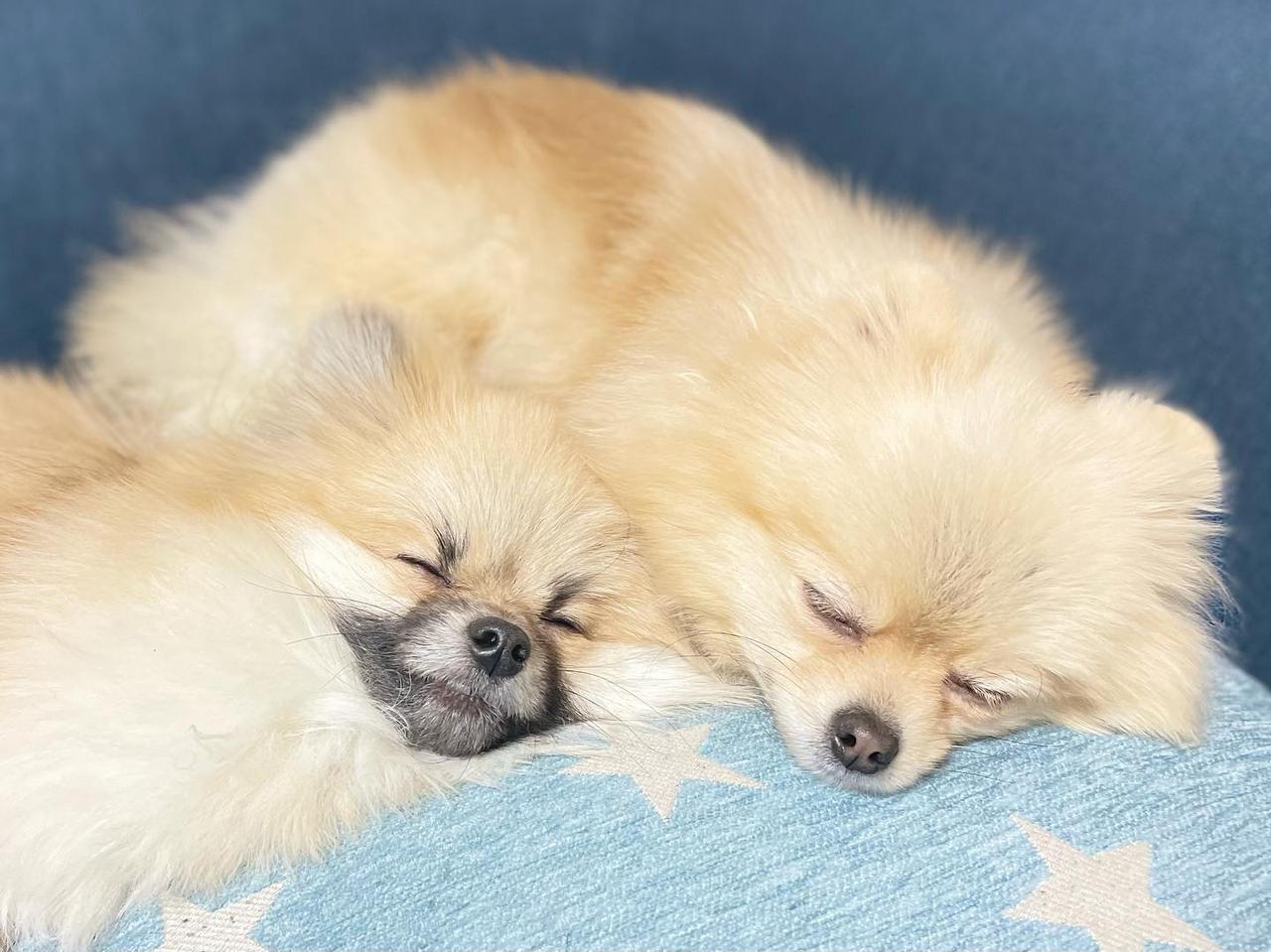 無防備な姿にキュン 犬の寝顔 がたまらなく可愛い ローリエプレス