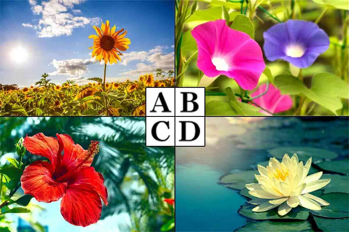 心理テスト 異性からみたあなたの魅力とは 夏の花で診断 ローリエプレス