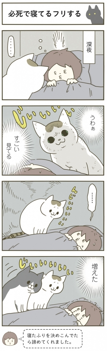 漫画 怖い 深夜に感じた視線 うちの猫がまた変なことしてる Vol 6 ローリエプレス
