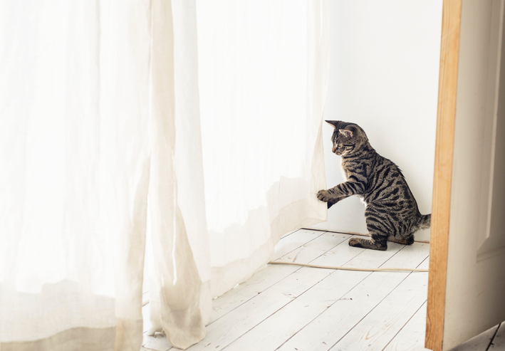 男子が萌える猫系女子の魅力 ミステリアスなくらいがちょうどいい ローリエプレス