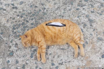 画像が削除されました