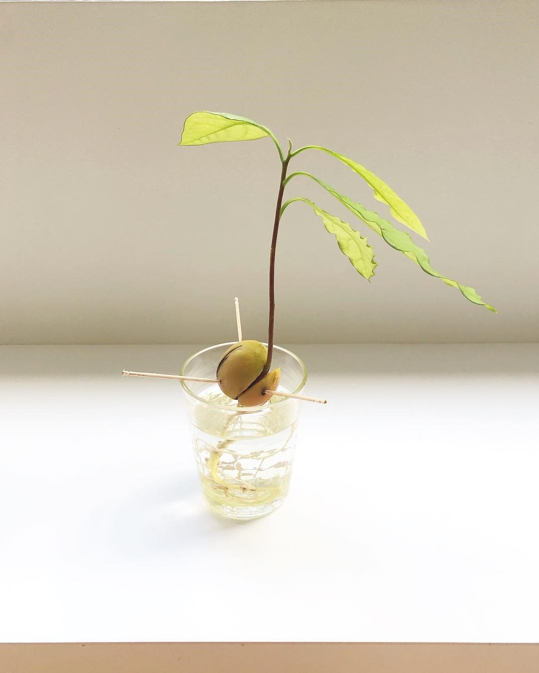 アボカドの水栽培にチャレンジ 食べたあとは育てて楽しもう 19年8月6日 エキサイトニュース