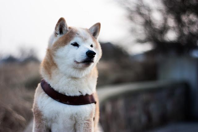 柴犬のここがたまらない 柴犬好きが共感する あるある 5選 21年9月28日 エキサイトニュース