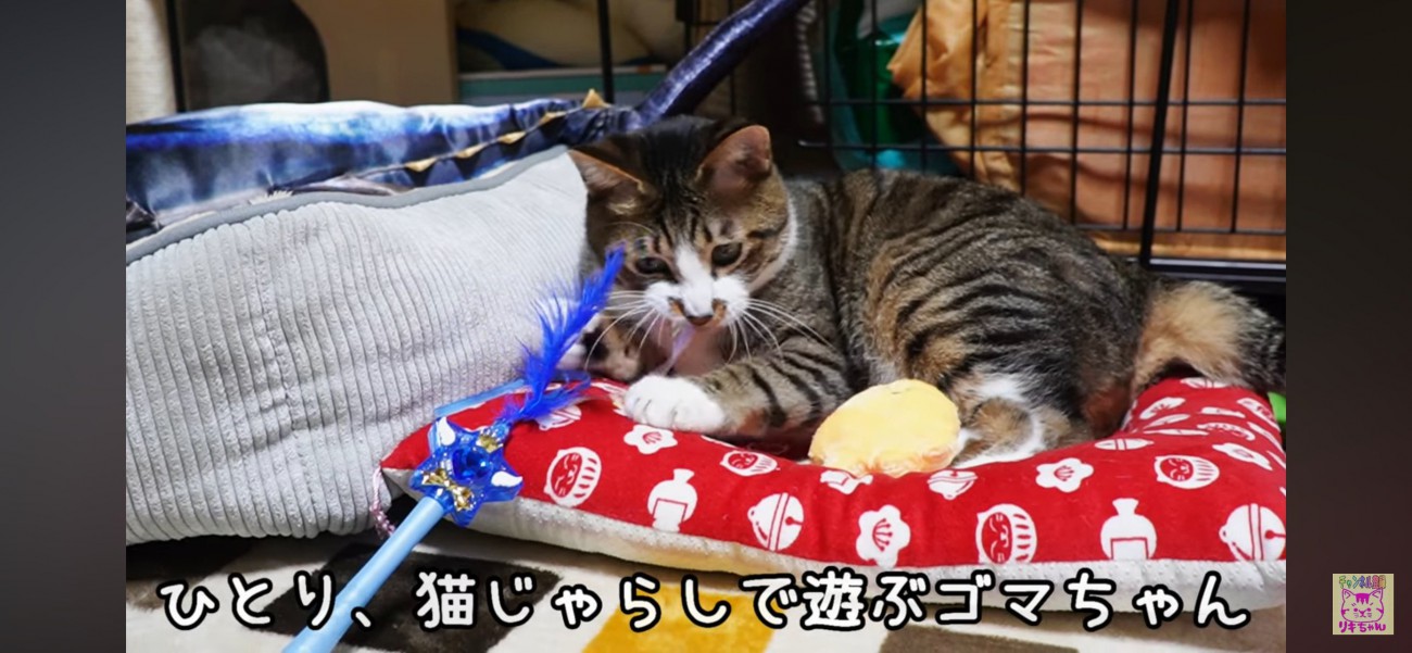 猫じゃらし ストア おもちゃ 食べる