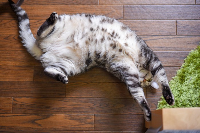 あなたの愛猫はどれくらい幸せ？猫の『幸福度』を知るための4つの