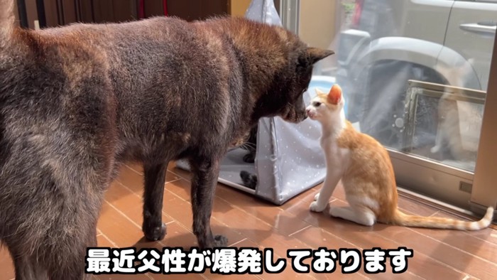 やんちゃな子猫の爪切り』をしていたら、犬が…心温まる光景に癒やされると反響続々「やさしさに感心した」「とても微笑ましい」の声 (2024年11月7日)  - エキサイトニュース