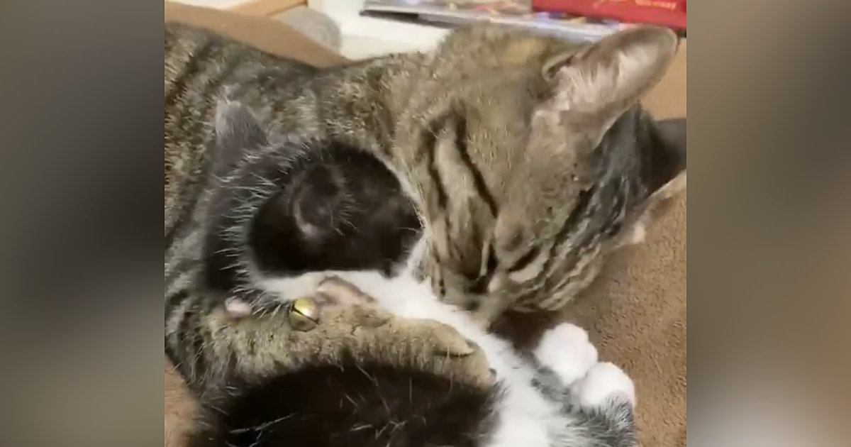 新入り子猫と先住猫の愛らしい日常