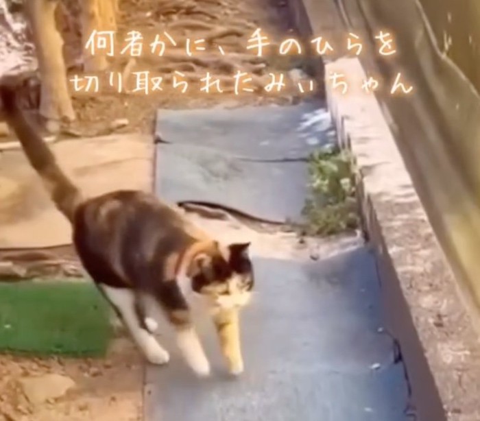 『人に棄てられ、虐待を受けた猫』迎えにいった結果…まさかの光景に涙があふれでると147万再生「心から感謝」「幸せになってほしい」  (2024年7月16日) - エキサイトニュース