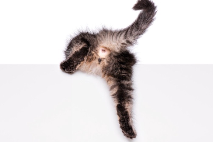 猫がお尻を床にこすって歩く『お尻歩き』3つの原因と対処法 病気の可能 