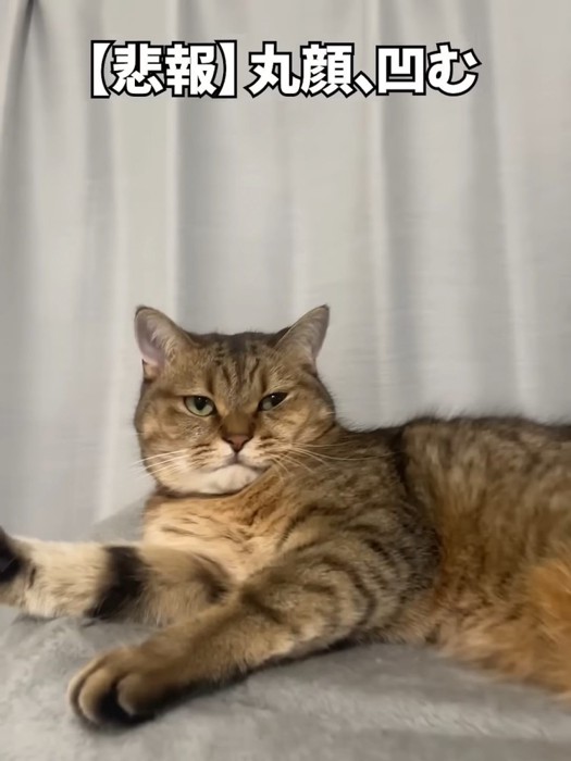 nekochan_cat37477_1.jpg