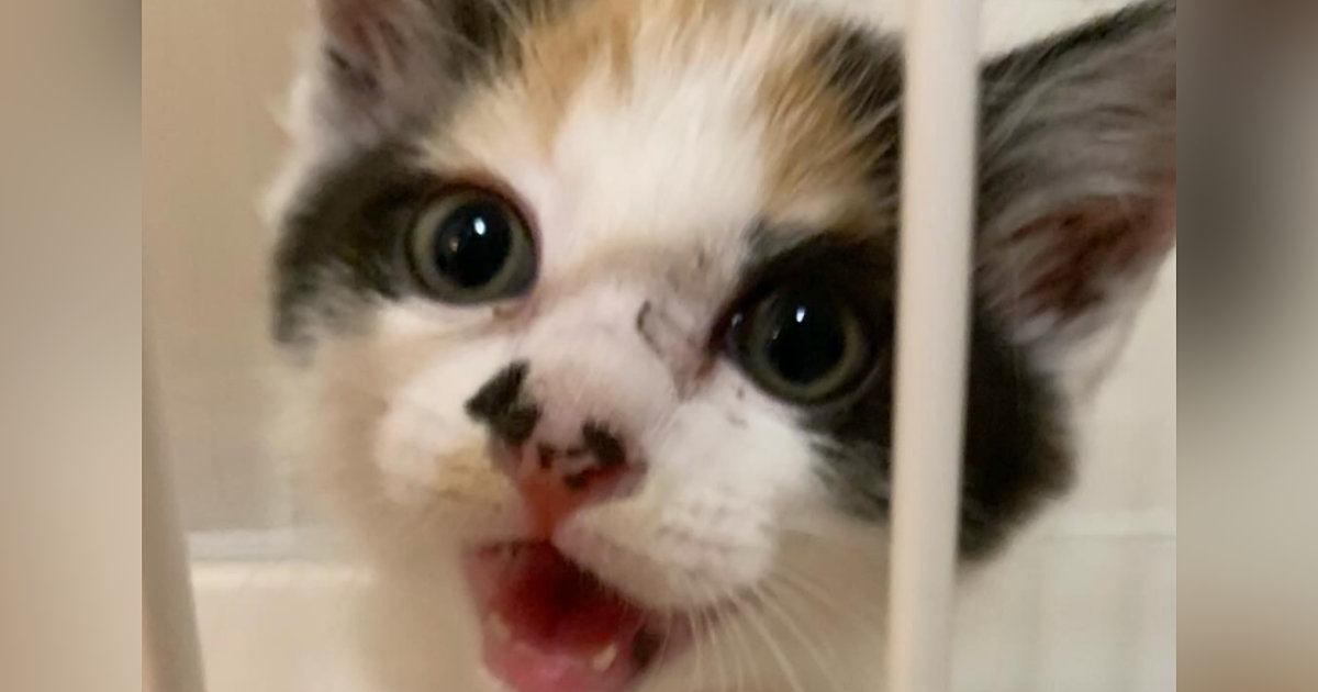 お迎え当初は『小さくて可愛らしかった三毛猫』が、約6年後…驚きの