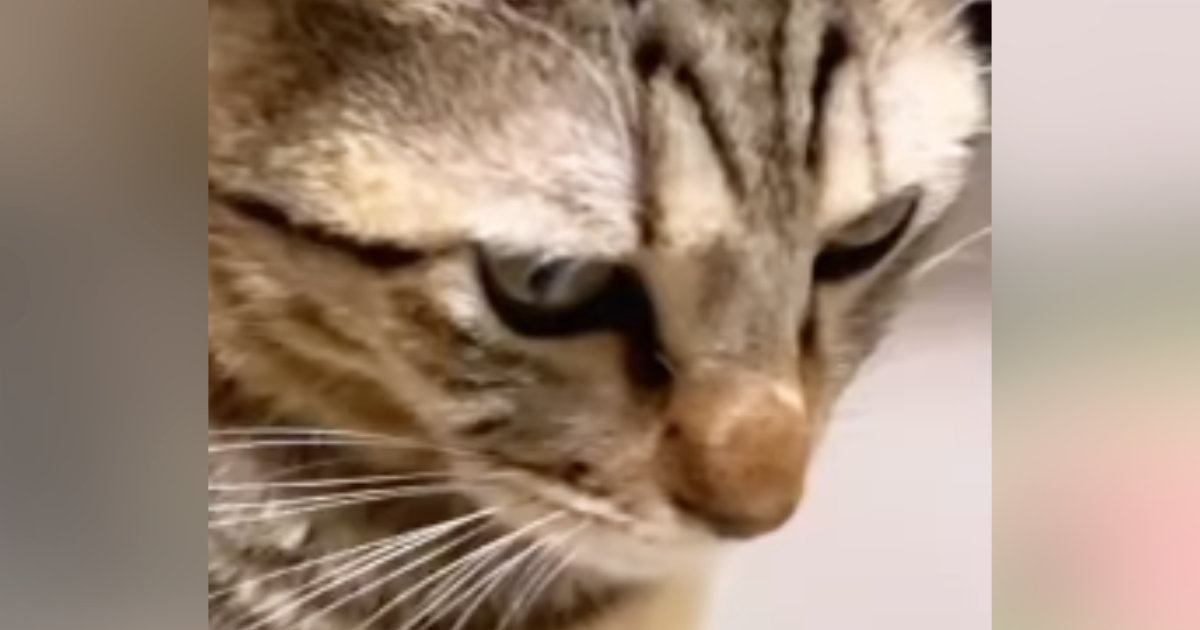 猫のびっくり箱 レア 突然ご飯を食べなくなった猫』→顔をよく