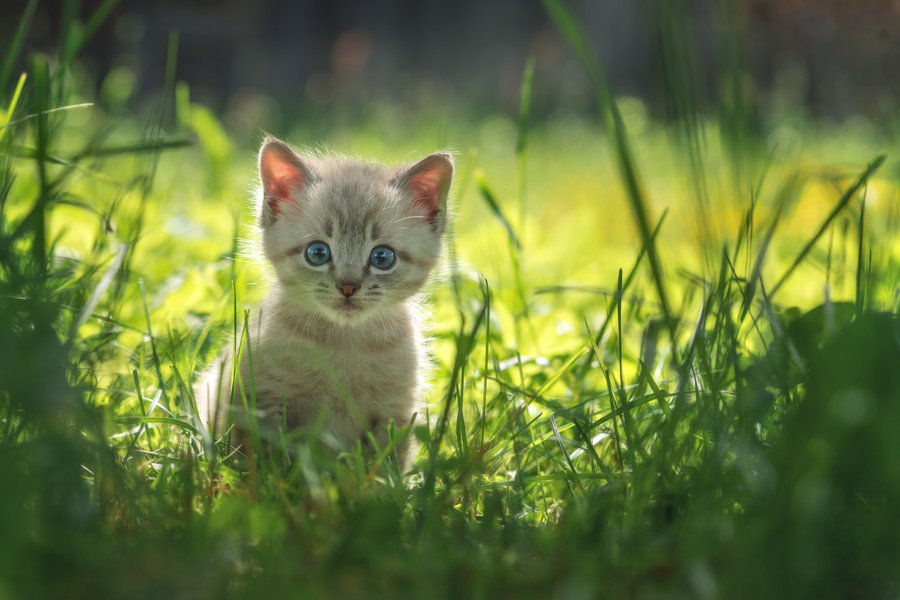 Un chat est devenu populaire après avoir visité 120 bars avec son propriétaire et sa femme, et a même reçu l’ordre de ne pas entrer… Royaume-Uni (29 décembre 2025) – Excite News