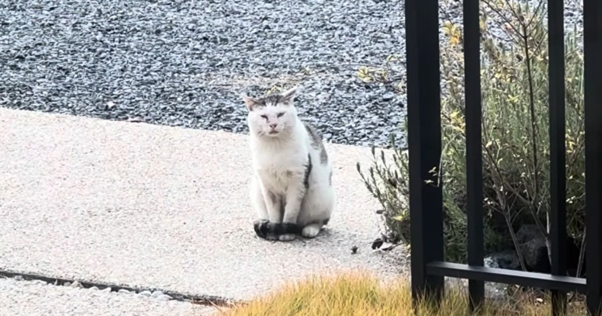 感動の猫物語！過酷な生活から幸せな未来へ