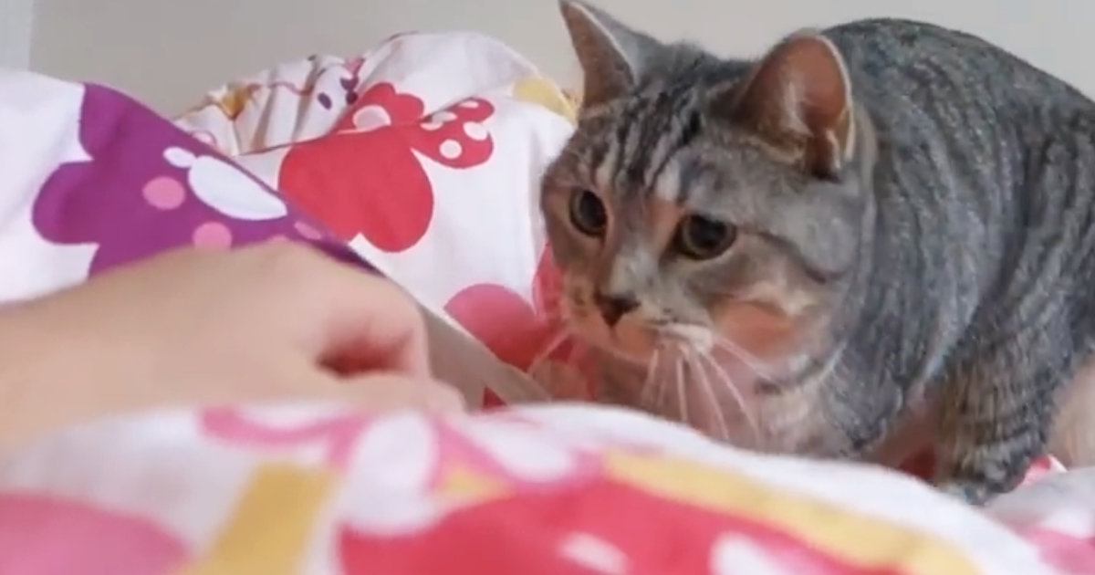 布団に入ると可愛い猫がやってくる！