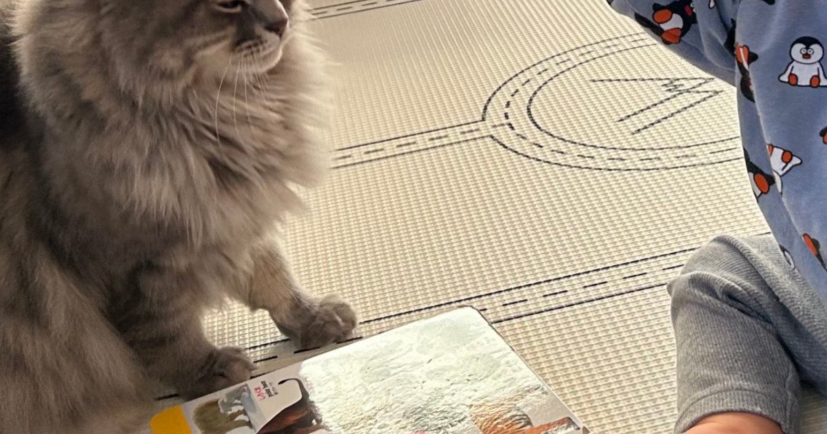 動物が載っているタッチ図鑑で『遊んでいた男の子』→目の前に『猫』がいた結果…まさかの行動に９万いいね「超迷惑そうｗ」「可愛すぎる」 - エキサイトニュース