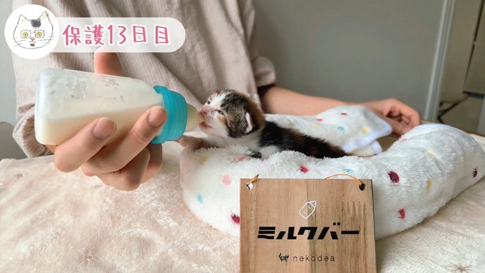 保護子猫』たちにミルクを飲ませたら…お腹がはち切れそうな