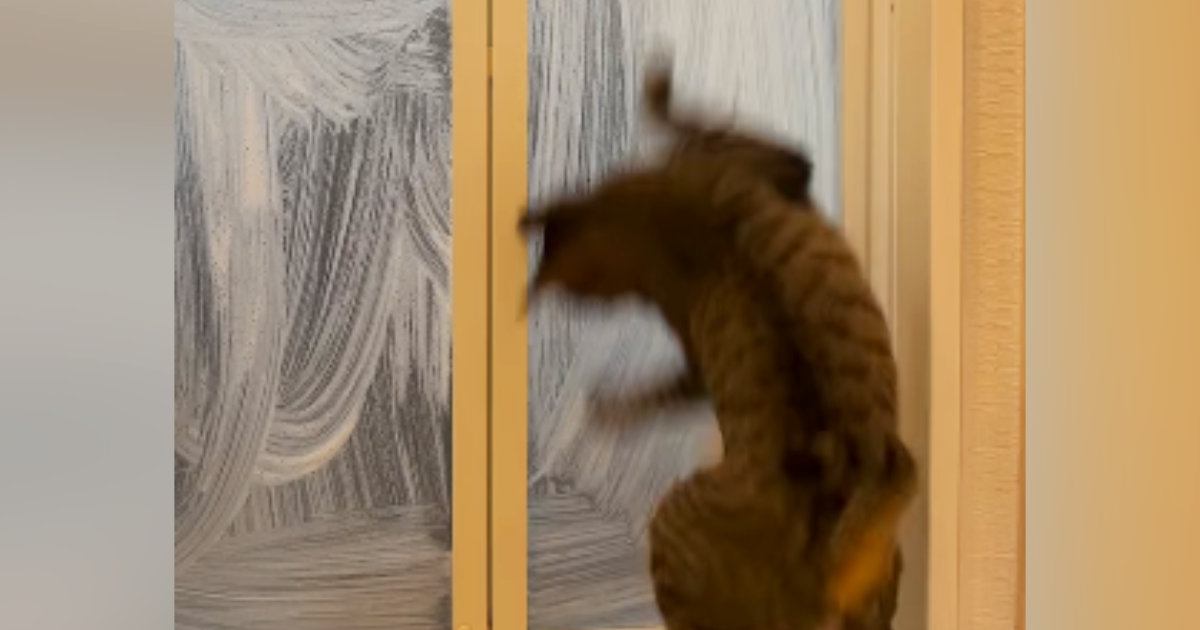 お風呂掃除中の猫の反応が癒やし過ぎ！