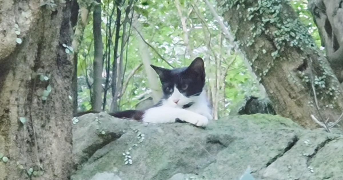 山奥に捨てられ、『人間不信になっていた猫』…もう一度心を開いてくれるまでの記録が100万再生「涙が止まらない」「本当にありがとう」 - エキサイトニュース