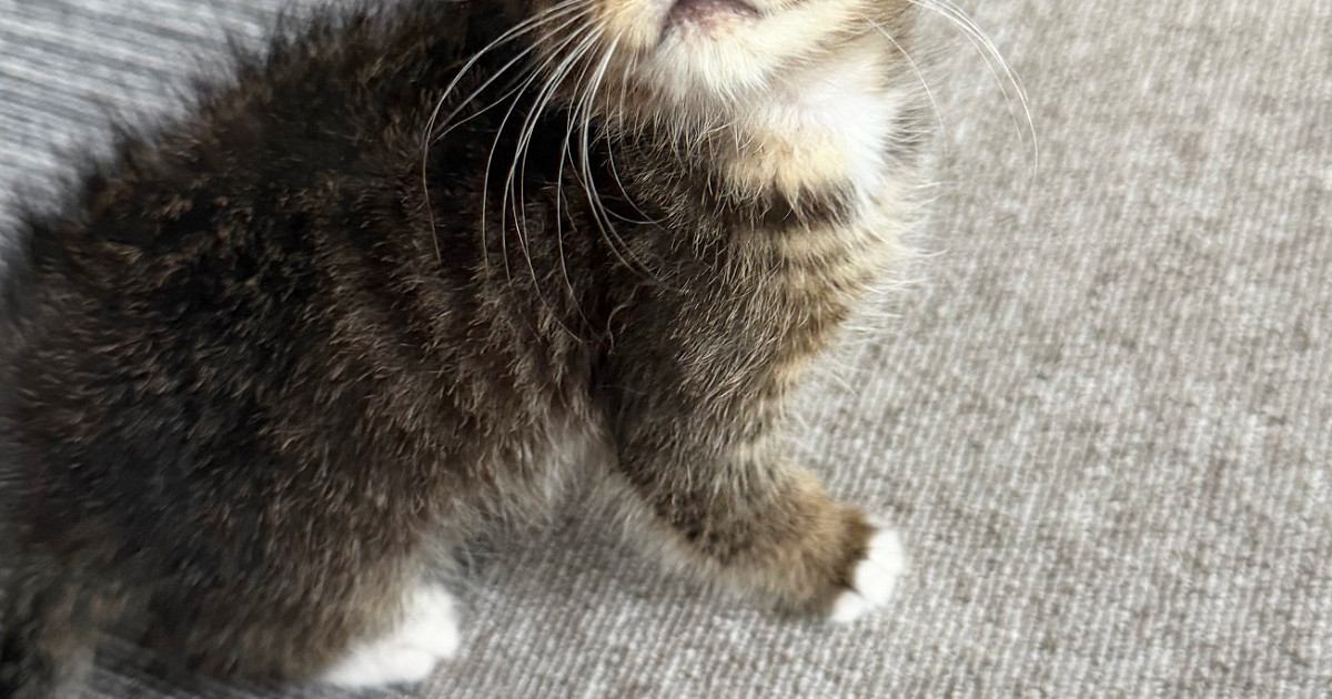 『ええぇっ』動物病院の先生も驚愕…『子猫の顔』を見ると→珍しすぎる光景に13万いいね「初めて見た」「すごく綺麗でかわいい」と話題に - エキサイトニュース