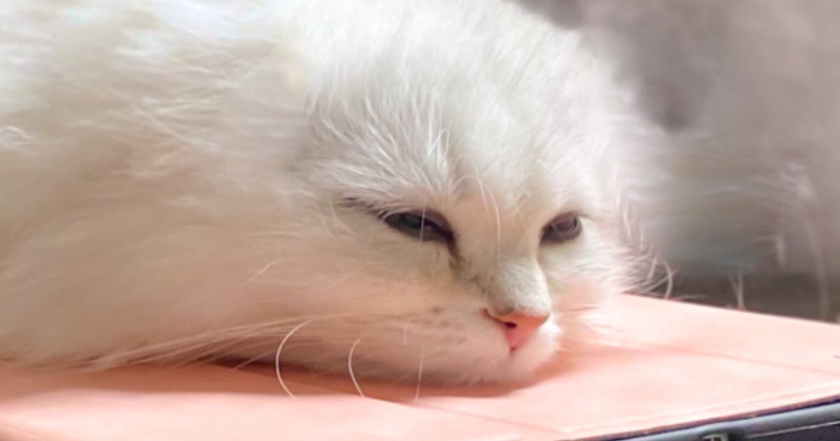 くつろいでいた白猫→全身を見てみたら…まさかの『フォルム』が可愛