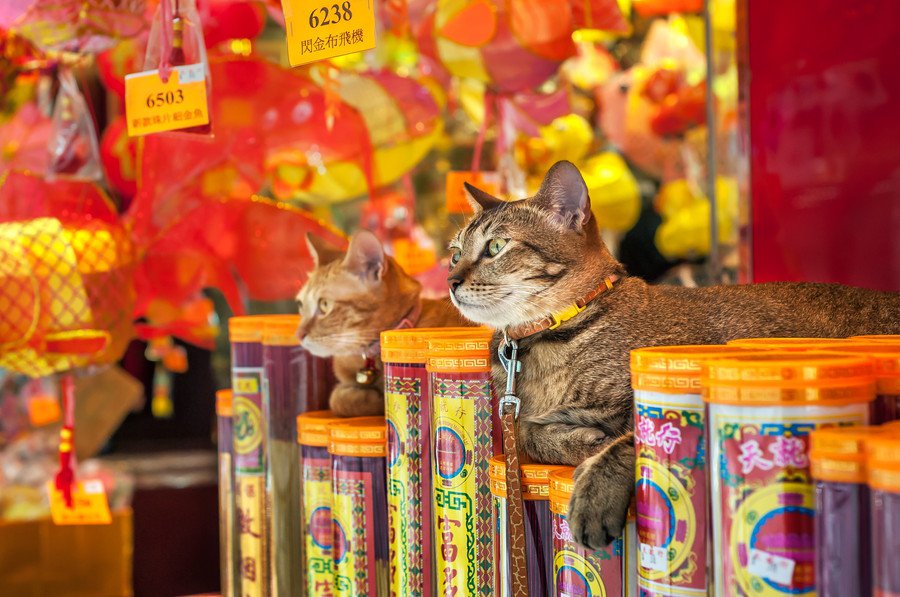 「猫をレンタルしませんか」　ペットショップの新サービスに、動物保護団体が懸念を表明　香港 - エキサイトニュース