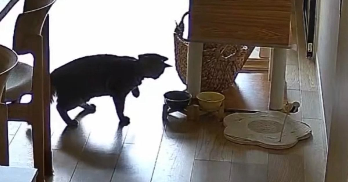猫がご飯を警戒！愛らしい姿に笑いが止まらない