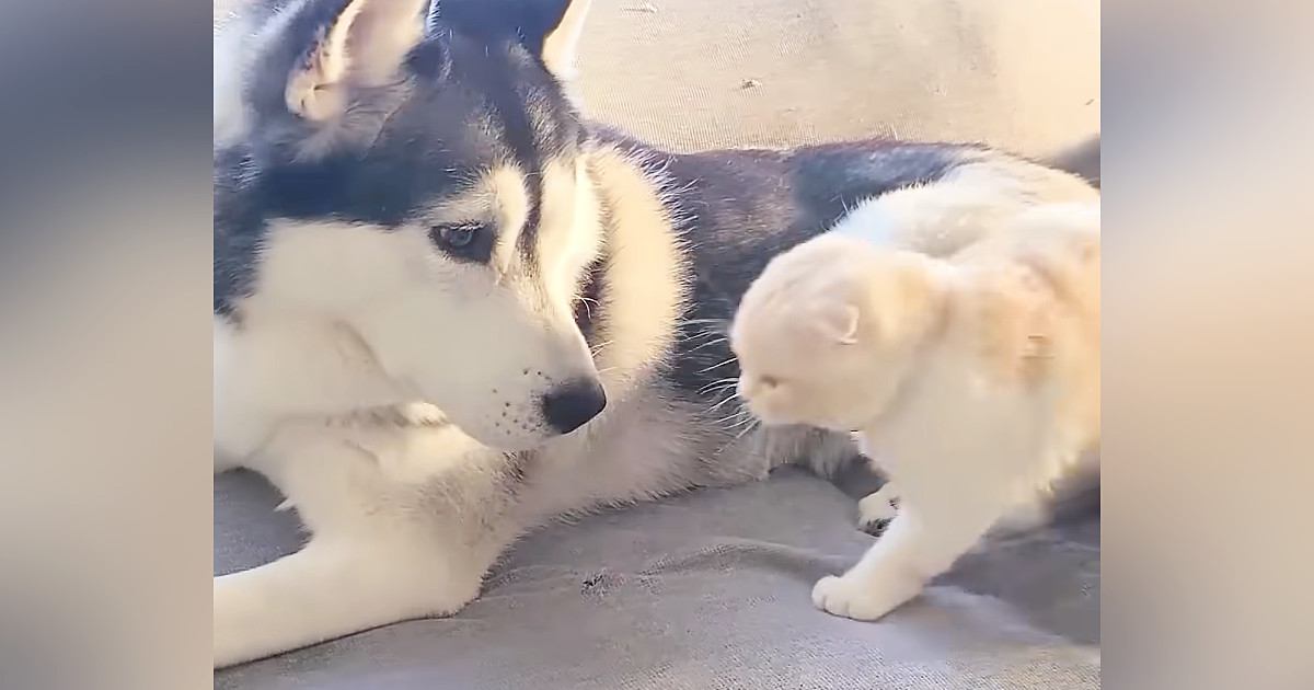 犬が育てた猫の微笑ましい瞬間