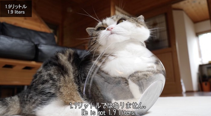 液体化した猫は『何リットルになる？』検証してみた結果…まさかすぎる