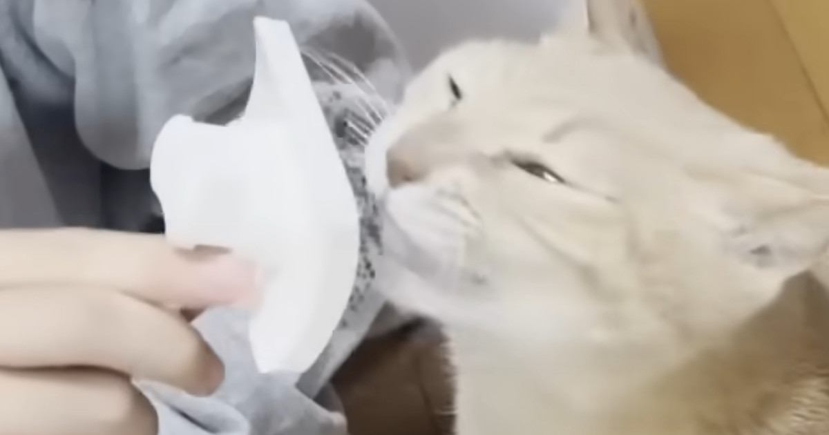 愛らしさ全開！息子に甘える猫「ひのきちゃん」の微笑ましい日常