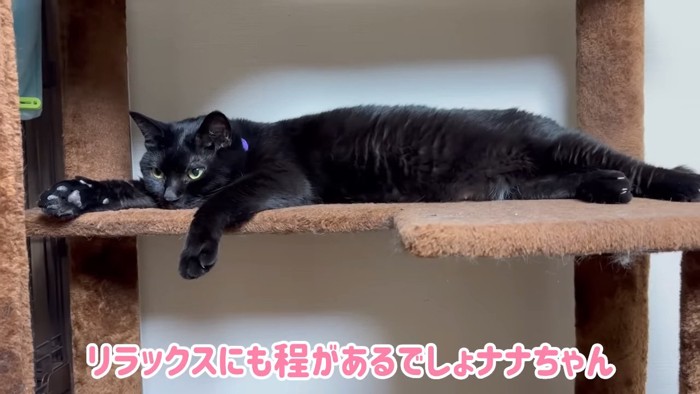 のびのび過ごせたかな？飼い主さんの実家が好きな猫ちゃんたち